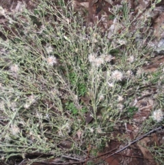 Vittadinia cuneata var. cuneata at Hughes, ACT - 1 Apr 2017