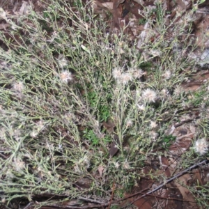 Vittadinia cuneata var. cuneata at Hughes, ACT - 1 Apr 2017