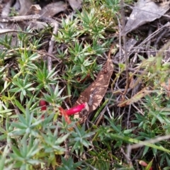 Astroloma humifusum (Cranberry Heath) at Mount Jerrabomberra QP - 2 Apr 2017 by roachie