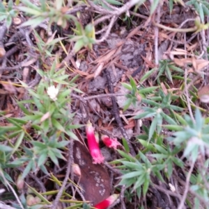 Styphelia humifusum at Jerrabomberra, NSW - 2 Apr 2017 03:52 PM