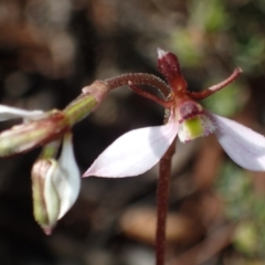 Eriochilus cucullatus (Parson's Bands) at Canberra Central, ACT - 31 Mar 2017 by DerekC