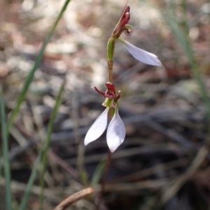 Eriochilus cucullatus at Canberra Central, ACT - 31 Mar 2017