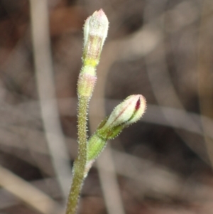 Eriochilus cucullatus at Canberra Central, ACT - 31 Mar 2017