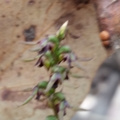 Corunastylis clivicola (Rufous midge orchid) at Mount Jerrabomberra QP - 2 Apr 2017 by roachie