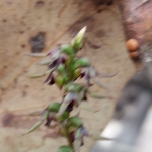 Corunastylis clivicola at Jerrabomberra, NSW - 2 Apr 2017