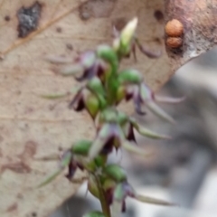 Corunastylis clivicola at Jerrabomberra, NSW - 2 Apr 2017