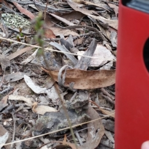 Corunastylis clivicola at Jerrabomberra, NSW - 2 Apr 2017