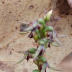 Corunastylis clivicola at Jerrabomberra, NSW - 2 Apr 2017