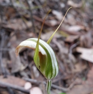 Diplodium ampliatum at Jerrabomberra, NSW - suppressed