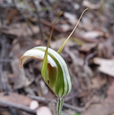 Diplodium ampliatum (Large Autumn Greenhood) at Mount Jerrabomberra QP - 2 Apr 2017 by roachie