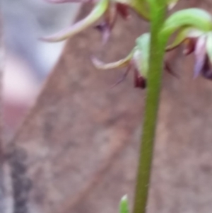 Corunastylis clivicola at Mount Jerrabomberra - 2 Apr 2017