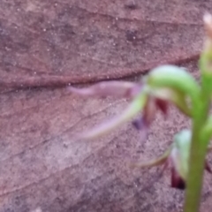 Corunastylis clivicola at Mount Jerrabomberra - 2 Apr 2017