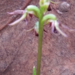 Corunastylis clivicola at Mount Jerrabomberra - suppressed