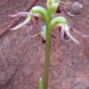 Corunastylis clivicola at Mount Jerrabomberra - 2 Apr 2017