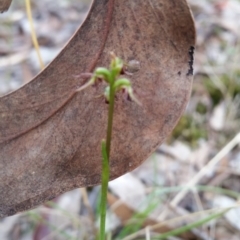 Corunastylis clivicola at Mount Jerrabomberra - 2 Apr 2017