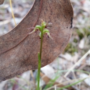 Corunastylis clivicola at Mount Jerrabomberra - 2 Apr 2017