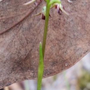 Corunastylis clivicola at Mount Jerrabomberra - suppressed