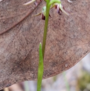 Corunastylis clivicola at Mount Jerrabomberra - 2 Apr 2017