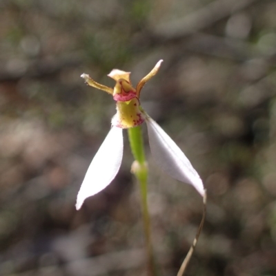 Eriochilus cucullatus (Parson's Bands) at Canberra Central, ACT - 31 Mar 2017 by DerekC