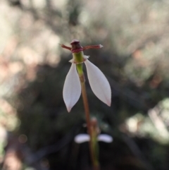 Eriochilus cucullatus (Parson's Bands) at Canberra Central, ACT - 31 Mar 2017 by DerekC