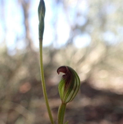 Speculantha rubescens (Blushing Tiny Greenhood) at Canberra Central, ACT - 31 Mar 2017 by DerekC