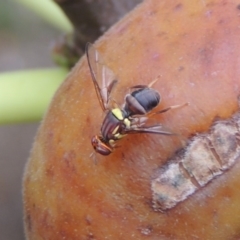 Bactrocera (Bactrocera) tryoni (Queensland fruit fly) at Conder, ACT - 16 Mar 2017 by MichaelBedingfield