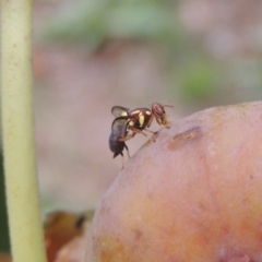 Bactrocera (Bactrocera) tryoni at Conder, ACT - 16 Mar 2017