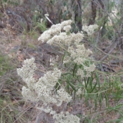 Cassinia longifolia (Shiny Cassinia, Cauliflower Bush) at Kambah, ACT - 6 Feb 2017 by MichaelBedingfield