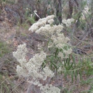 Cassinia longifolia at Kambah, ACT - 6 Feb 2017 07:50 PM