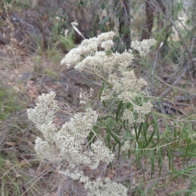 Cassinia longifolia (Shiny Cassinia, Cauliflower Bush) at Kambah, ACT - 6 Feb 2017 by michaelb