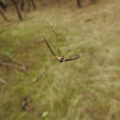 Tipulidae sp. (family) (Unidentified Crane Fly) at Hackett, ACT - 27 Mar 2017 by Qwerty