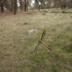 Tipulidae sp. (family) at Hackett, ACT - 28 Mar 2017