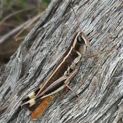 Macrotona australis (Common Macrotona Grasshopper) at Aranda Bushland - 3 Apr 2017 by MatthewFrawley
