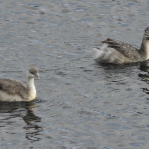 Poliocephalus poliocephalus at Paddys River, ACT - 3 Apr 2017 10:26 AM