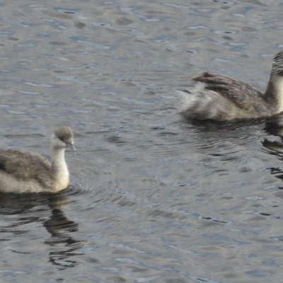 Poliocephalus poliocephalus (Hoary-headed Grebe) at Lower Cotter Catchment - 3 Apr 2017 by JohnBundock