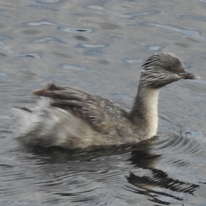 Poliocephalus poliocephalus at Paddys River, ACT - 3 Apr 2017 10:26 AM