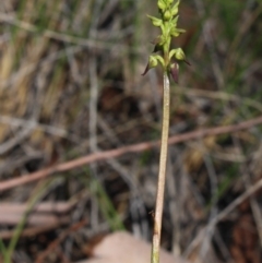 Corunastylis clivicola (Rufous midge orchid) at MTR591 at Gundaroo - 2 Apr 2017 by MaartjeSevenster