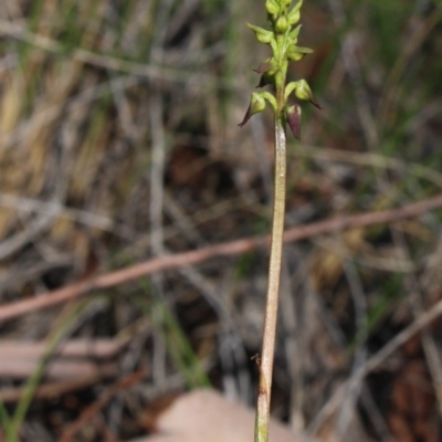 Corunastylis clivicola (Rufous midge orchid) at Gundaroo, NSW - 2 Apr 2017 by MaartjeSevenster