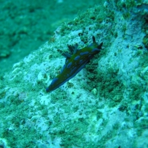 Tambja verconis at Tathra, NSW - 2 Apr 2017 12:00 AM
