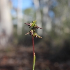 Corunastylis clivicola (Rufous midge orchid) at MTR591 at Gundaroo - 2 Apr 2017 by MaartjeSevenster