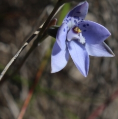 Thelymitra juncifolia (Dotted Sun Orchid) at MTR591 at Gundaroo - 7 Nov 2016 by MaartjeSevenster