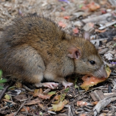 Rattus norvegicus (Brown Rat) at Mawson, ACT - 3 Apr 2017 by roskei
