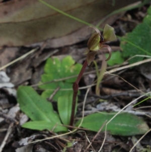 Chiloglottis trapeziformis at Gundaroo, NSW - 12 Oct 2016