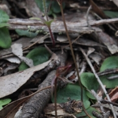 Cyrtostylis reniformis (Common Gnat Orchid) at Gundaroo, NSW by MaartjeSevenster