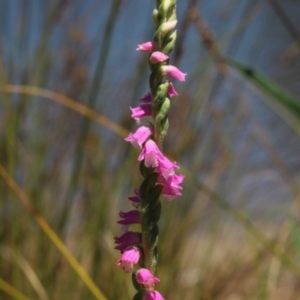 Spiranthes australis at Gundaroo, NSW - 17 Jan 2017