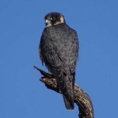 Falco longipennis (Australian Hobby) at Garran, ACT - 31 Mar 2017 by roymcd