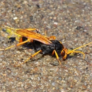 Cryptocheilus bicolor at Kambah Pool - 19 Feb 2017 11:13 AM