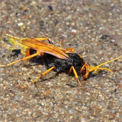 Cryptocheilus bicolor (Orange Spider Wasp) at Kambah Pool - 19 Feb 2017 by HarveyPerkins