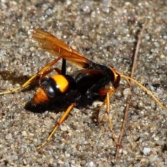 Cryptocheilus bicolor at Kambah Pool - 19 Feb 2017 11:13 AM