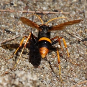 Cryptocheilus bicolor at Kambah Pool - 19 Feb 2017 11:13 AM